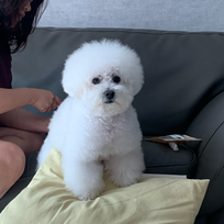 블로그 : 네이버 블로그