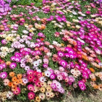 쇼리 : 네이버 블로그