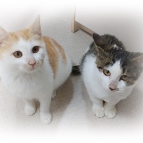 참깨와 율무 : 네이버 블로그