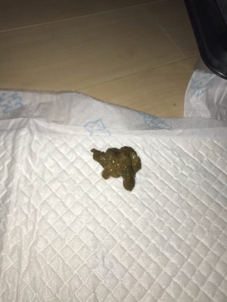보호소에서 데려온 새끼 강아지(2개월) 입니다.\n데려온지 3일 넘었는데요.\n처음 데려올 때는 완전한 설사였는데..\n좀 지나니까 변이 좀 형태가 생겨서 스트레스였었나보다 했어요..\n근데 오늘 점심까지도 변이 나름 괜찮았는데..\n오늘 저녁 10시 반 경에 본 변은 완전 설사네요ㅠㅠ\n병원 가봐야겠죠?...\n1번 사진이 오늘 오후, 2번 사진이 오늘 저녁, 3번이 오늘 밤 10시 반 변이예요ㅠㅠㅠ