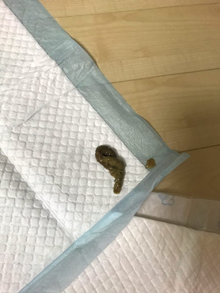 보호소에서 데려온 새끼 강아지(2개월) 입니다.\n데려온지 3일 넘었는데요.\n처음 데려올 때는 완전한 설사였는데..\n좀 지나니까 변이 좀 형태가 생겨서 스트레스였었나보다 했어요..\n근데 오늘 점심까지도 변이 나름 괜찮았는데..\n오늘 저녁 10시 반 경에 본 변은 완전 설사네요ㅠㅠ\n병원 가봐야겠죠?...\n1번 사진이 오늘 오후, 2번 사진이 오늘 저녁, 3번이 오늘 밤 10시 반 변이예요ㅠㅠㅠ