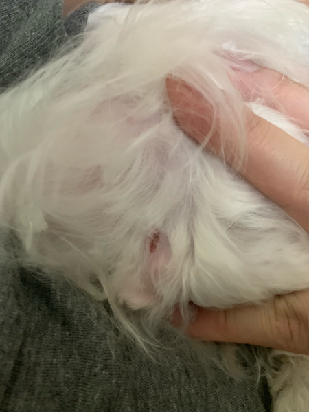 강아지 셀프 미용하다가 상처가 났는데 소독하고 약발라줬는데 괜찮아 지는건가요??