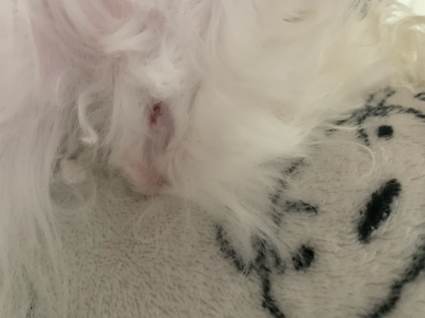 강아지 셀프 미용하다가 상처가 났는데 소독하고 약발라줬는데 괜찮아 지는건가요??