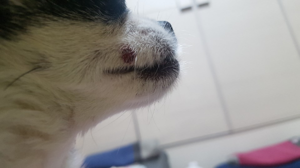 저희 아가야가 겁이 많아서 계단도 잘 못오릅니다ㅜ\n아주 낮은 턱도 완전 급하게 점프하면서 얼굴쪽부터\n땅에 떨어졌거든요..가끔 이런 경우가있어요..ㅜ\n넘어지면서 그래도 잘 걷길래 괜찮은지 알았는데..\n입 옆쪽에 상처가 나 있더라구요..ㅜ\n저번에도 이런식으로 턱넘다가 넘어져서 입쪽이\n까졌었는데..그땐 빨리나았는데..\n이번엔 상처를 만져보면 딱딱하고 볼록튀어나왔구요..지금 4일짼데 낫지도않구\n계속 그대론거같아요..\n저번에 병원에서 연고처방받은거 발라줬는데도\n입 주변이라 다 핥아먹어서 소용이없네요ㅜ\n상처 크기는 손톱만하게 작은데 털을 벌려서 자세히보면 상처 주의가 빨개요..\n딱딱하고 볼록 튀어나온것도 신경쓰이네요ㅜ\n상처 크기는 작은데 병원을 가야할까요?\n아니면 며칠 더 지나면 자연스레 나을지요?\n만져봐도 가만히있긴한데.. 통증이없는건지..\n있는건지도 잘 모르겠어요