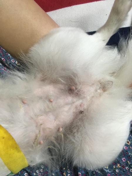 안녕하세요.\n운동장이 포함된 애견호텔을 다녀온 뒤로 1년에 한두번씩 상상임센 증상이 있었습니다. 생리전 증후군 같은 건가 싶어 크게 걱정하지않았지만 이번엔 좀 많이 심한 것 같아 걱정되어 문의드립니다.\n\n사진에 보이는 것처럼 젖이 부풀었고 젖이나와서 옆에 딱지처럼 굳었습니다. 그리고 제일 아래쪽에 있는 젖두개가 제일 많이 부풀고 멍든것같은 색깔인데 오른쪽에있는 젖아래로 혈관튀어나온것마냥 볼록 튀어나온 살이 생식기쪽 까지 있습니다. \n\n무슨 문제가 있는 걸까요?