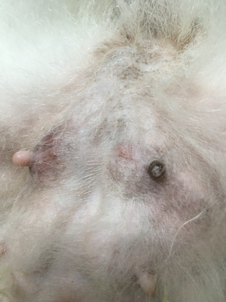 안녕하세요.\n운동장이 포함된 애견호텔을 다녀온 뒤로 1년에 한두번씩 상상임센 증상이 있었습니다. 생리전 증후군 같은 건가 싶어 크게 걱정하지않았지만 이번엔 좀 많이 심한 것 같아 걱정되어 문의드립니다.\n\n사진에 보이는 것처럼 젖이 부풀었고 젖이나와서 옆에 딱지처럼 굳었습니다. 그리고 제일 아래쪽에 있는 젖두개가 제일 많이 부풀고 멍든것같은 색깔인데 오른쪽에있는 젖아래로 혈관튀어나온것마냥 볼록 튀어나온 살이 생식기쪽 까지 있습니다. \n\n무슨 문제가 있는 걸까요?