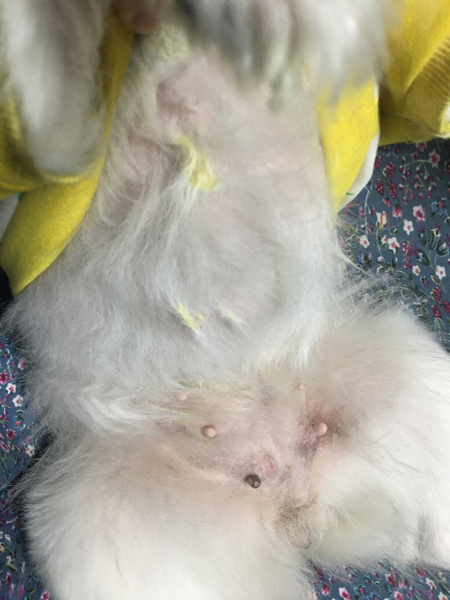 안녕하세요.\n운동장이 포함된 애견호텔을 다녀온 뒤로 1년에 한두번씩 상상임센 증상이 있었습니다. 생리전 증후군 같은 건가 싶어 크게 걱정하지않았지만 이번엔 좀 많이 심한 것 같아 걱정되어 문의드립니다.\n\n사진에 보이는 것처럼 젖이 부풀었고 젖이나와서 옆에 딱지처럼 굳었습니다. 그리고 제일 아래쪽에 있는 젖두개가 제일 많이 부풀고 멍든것같은 색깔인데 오른쪽에있는 젖아래로 혈관튀어나온것마냥 볼록 튀어나온 살이 생식기쪽 까지 있습니다. \n\n무슨 문제가 있는 걸까요?