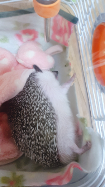 안녕하세요~~\n애가 자면서 밤송이가 되요ㅜㅡㅠ\n이걸로 한 번 상담을 드린 적이 있긴 있는데요...\n울진 않구요 . \n밥도 잘 먹고 물도 잘 마셔요..\n근데 가만히만 있을려 하고..\n방목 시키면 계속 똑같은 자리에 얌전히 있다가..\n조금 있다가 걸어다니고..평소처럼 뛰어 다녀요..\n