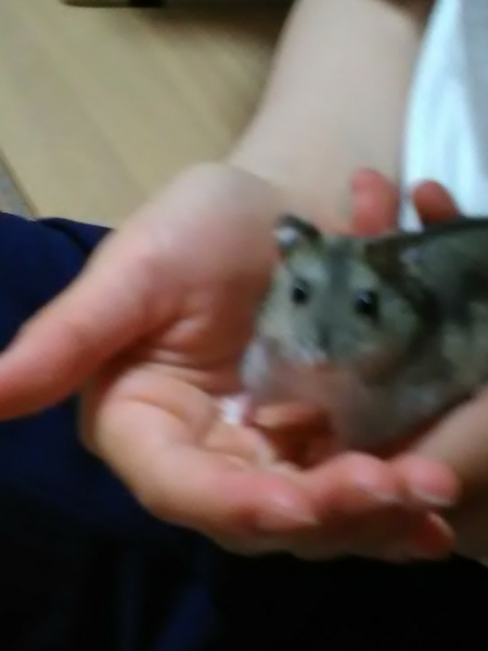 선생님 저희 햄스터가 자꾸 제 손을 깨물어요\n손에만 올라오면 잠시 가만히 있다가\n갑자기 꽉 깨물어서 피도 났어요ㅠ