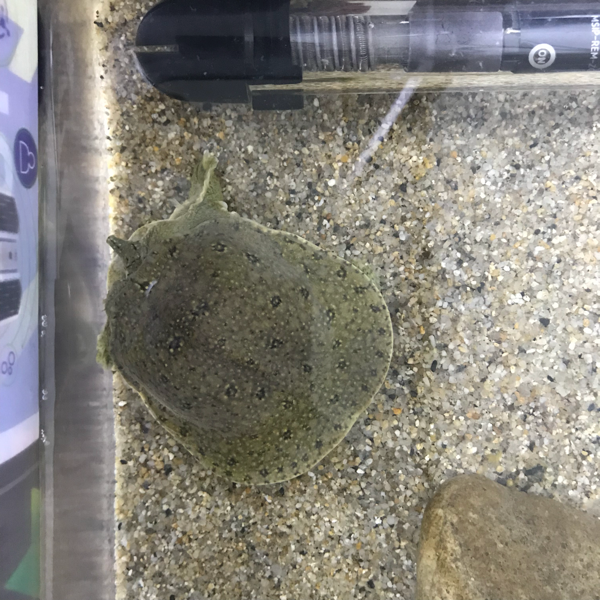 자라를 키우고 있는데 놀란뒤로 목이들어가서 안나오는데 어떻게해야하나요?? 자라도 자기스스로 답답해하는것 같은데.. 지금은 어둡게 해준상태입니다.