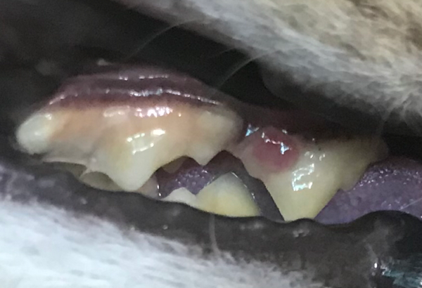 고양이 이빨에 동그란 빨간것 뭘까요...??\n생긴지 2주는 넘었어요ㅠㅠ! \n양치해주다가 건드려졌더니, \n여드름처럼 터져서 피가 났었거든요,\n피가 많이나는것같아서 병원데려갔더니 단순염증인것 같다고, 괜찮다고 하셨는데\n터지기 전, 원래 모양으로 돌아왔어요 \n뭘까요ㅠㅠ!??\n