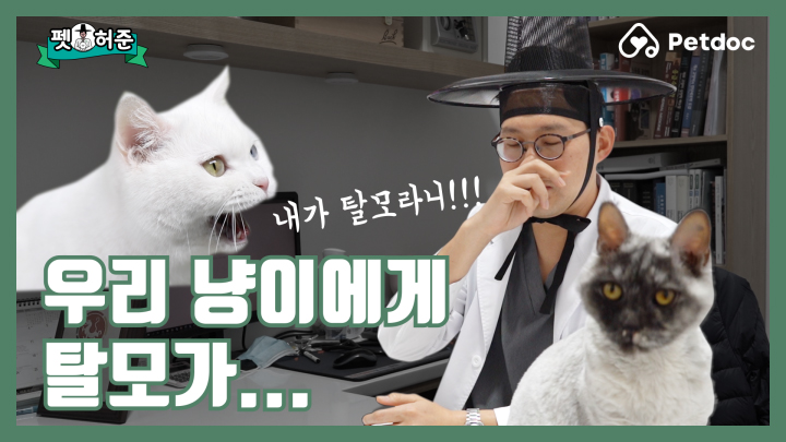 울 냥이에게 제 탈모가 옮은 것 같소..흑.. I 펫허준 ep.3
