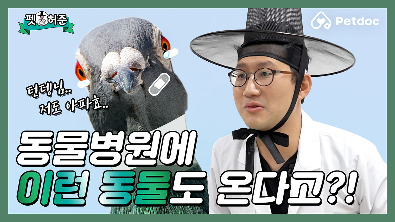 닭.. 둘기?.. 동물병원에서 특이한 동물들 만난썰 I 펫허준 ep.48