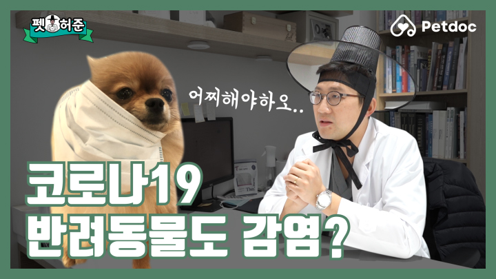 코로나19, 정녕 우리 반려동물에게도 감염이 되는 것이오? I 펫허준 ep.1