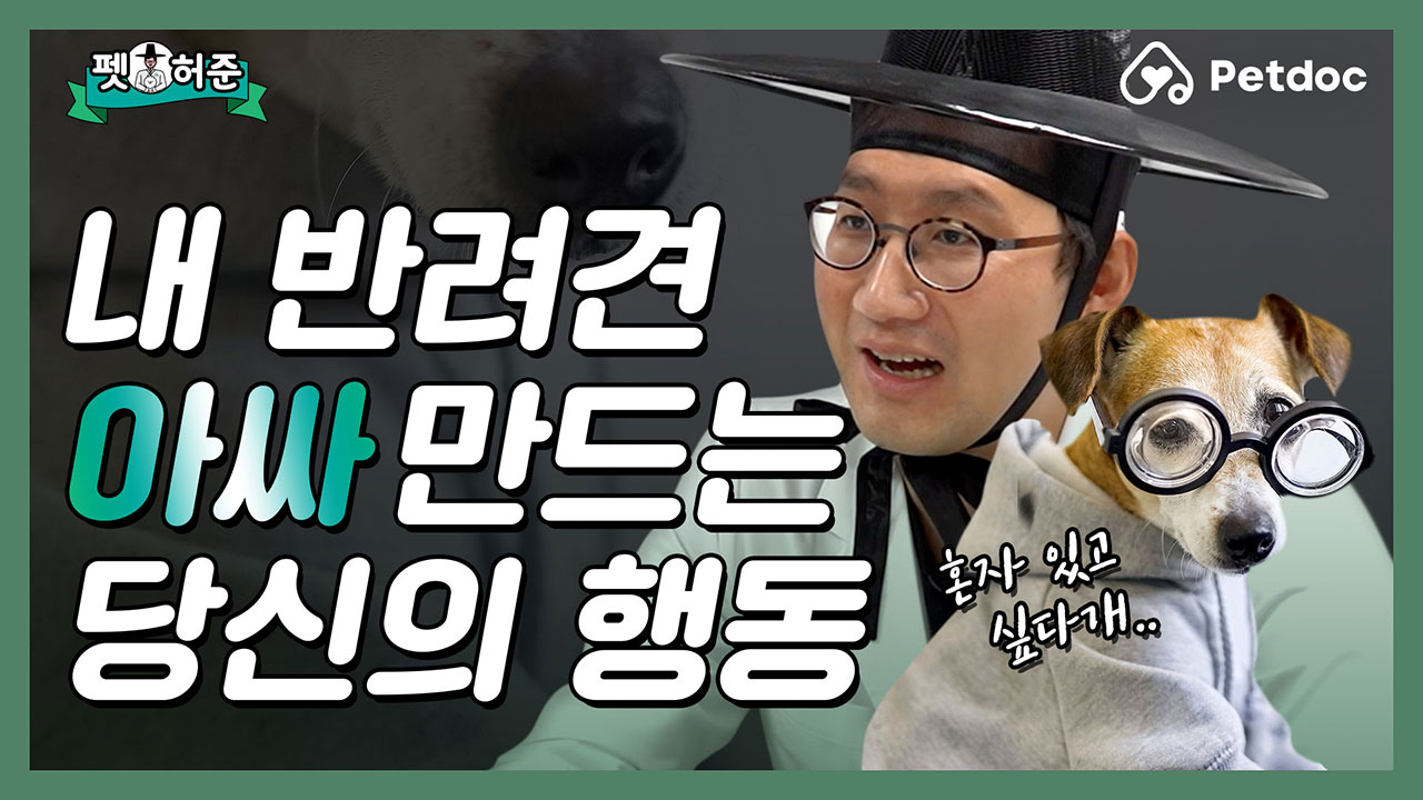 아싸견 만드는 당신의 행동..? 낯 가리는 강아지의 사회성 길러주는 법 I 펫허준 ep.47