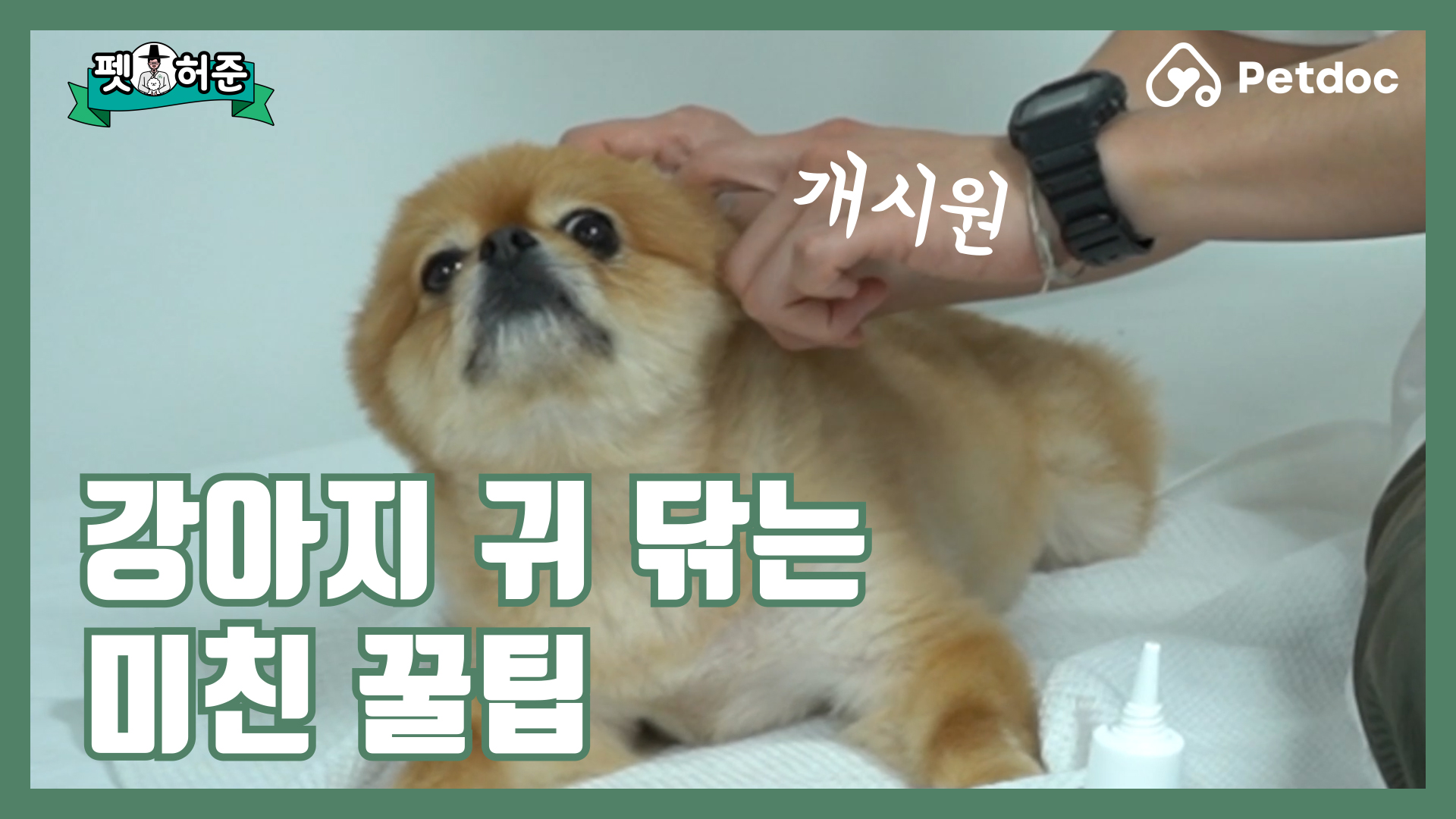 강아지 귀 닦는 미친 꿀팁I 펫허준 ep.32