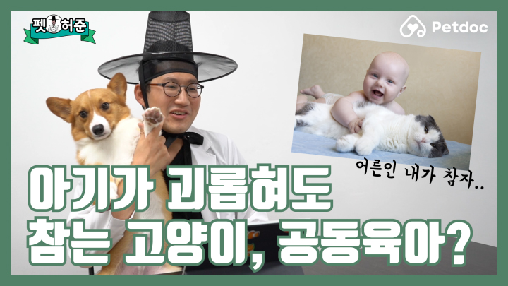 아이가 괴롭혀도 참는 고양이, 공동육아의 습성일까? I 펫허준 ep.46