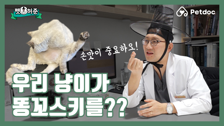 울 냥이가 똥꼬스키를 타는데…어떻게 해야 하오!! I 펫허준 ep.4