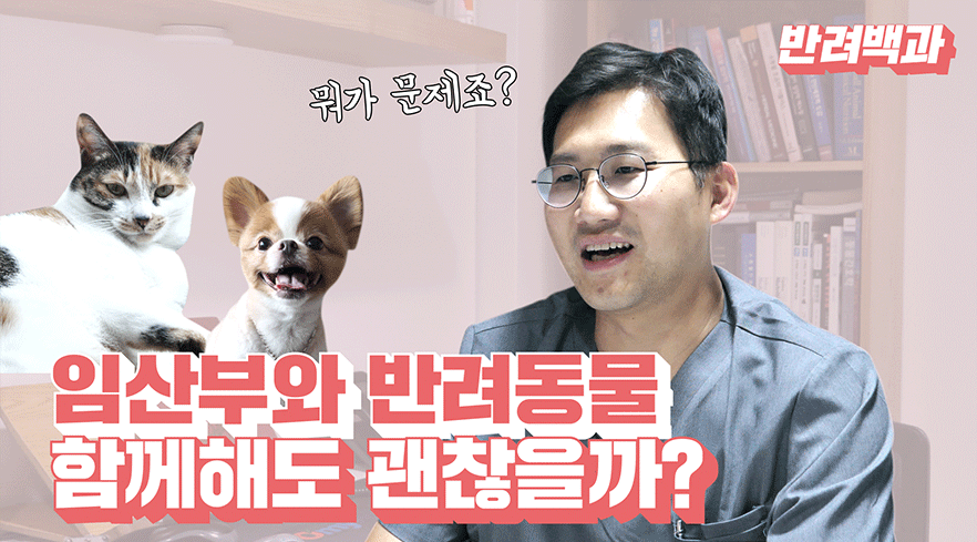 임산부와 반려동물, 함께해도 괜찮을까?