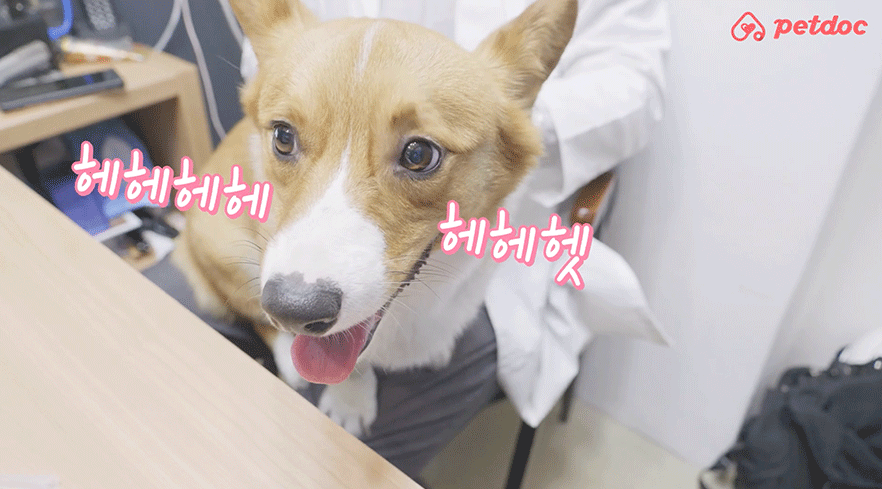 댕댕이 보호자라면 꼭 봐야 하는 필수 영상!