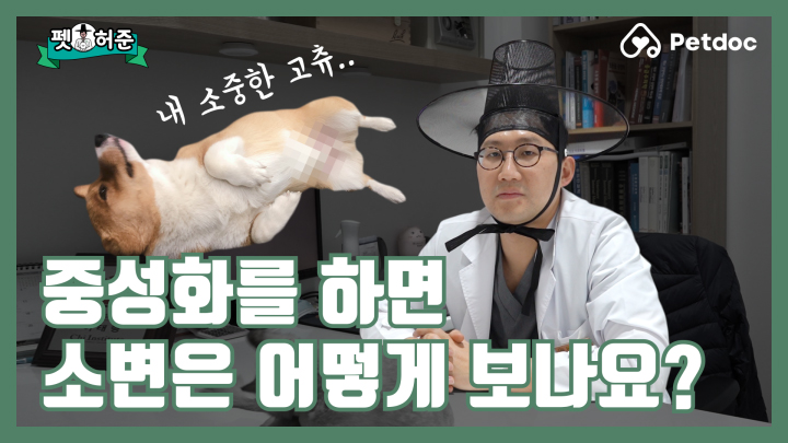 중성화를 하면 소변은 어떻게 보는 것이오?? I 펫허준 ep.2