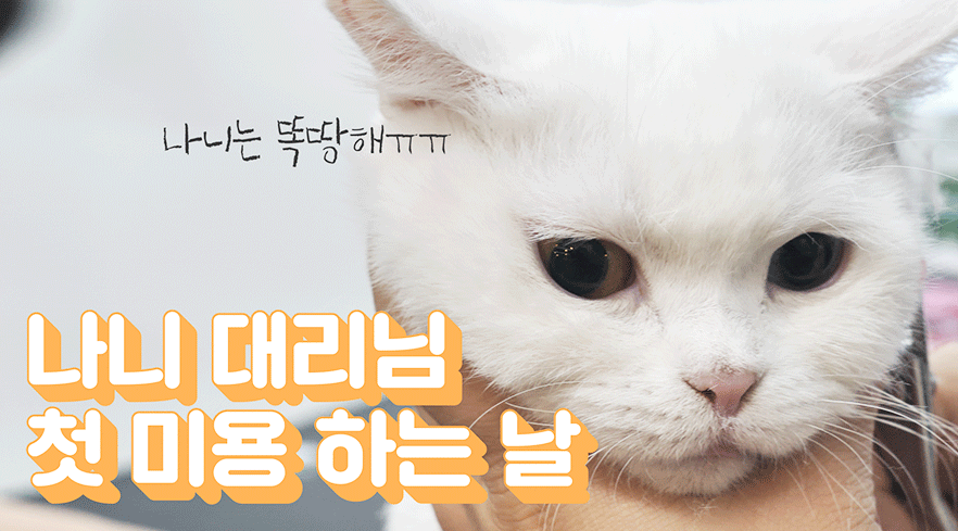 나니의 묘생 첫 미용하는 날!