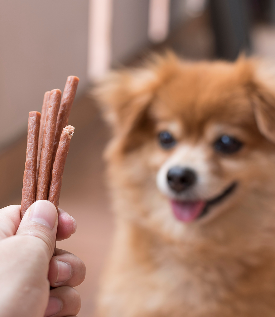 아기강아지 벌써부터 간식만 먹으려해요
