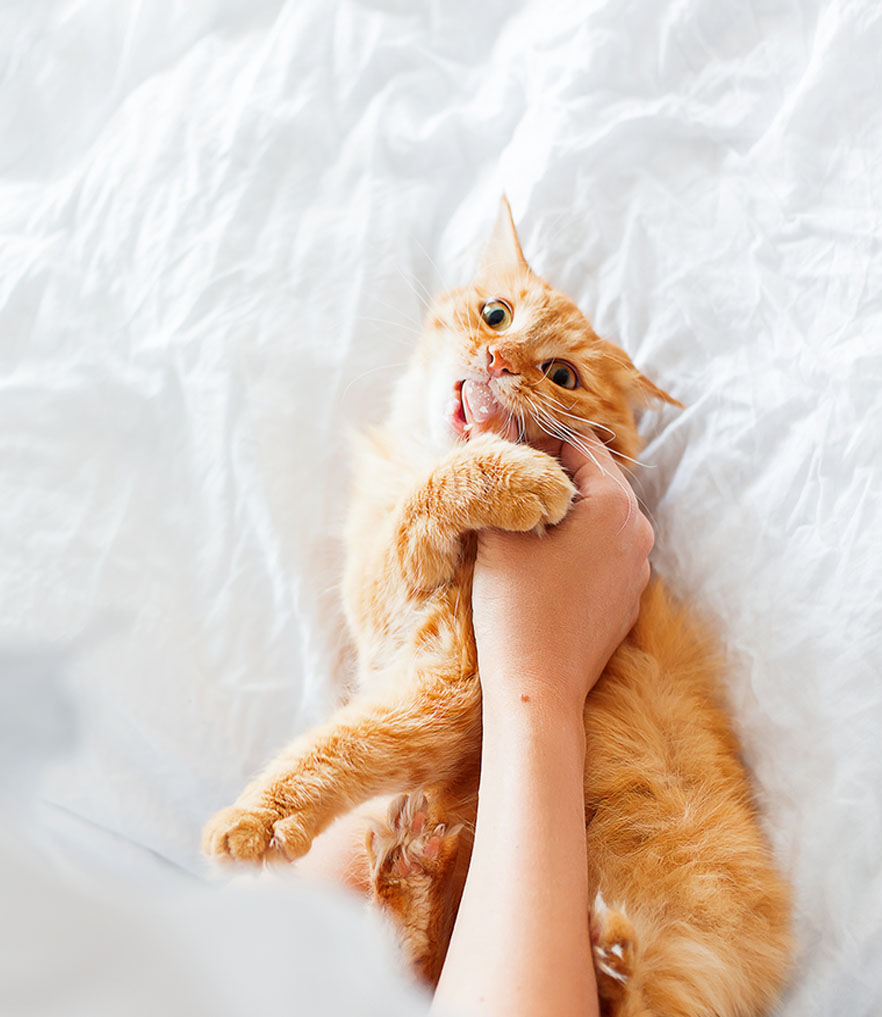 고양이 울음소리