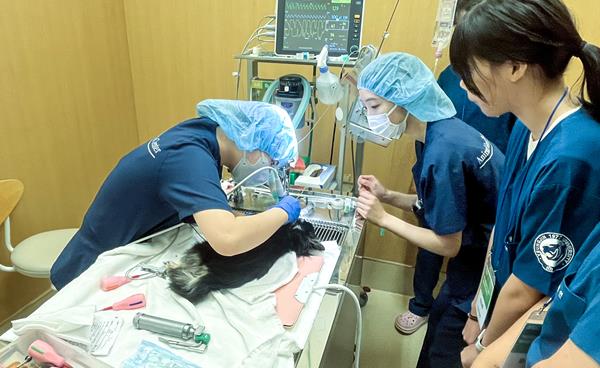 영진전문대 동물보건과, 글로벌 전문가 24시간 동물병원 종합의료센터 일본현장실습