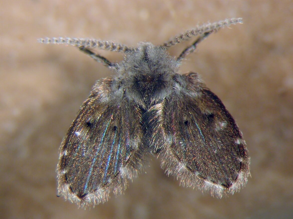 나방파리 Psychodidae