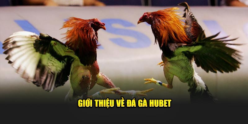 Đá gà trực tiếp tại Hubet