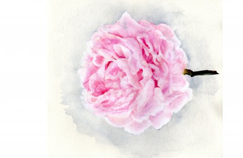 잠들기 전에 그린 작약 (담요,파우치)