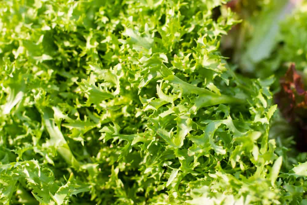 marchemarch2015web-27