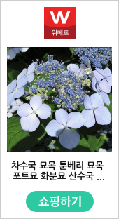 차수국 묘목 툰베리 묘목 포트묘 화분묘 산수국 감차수국