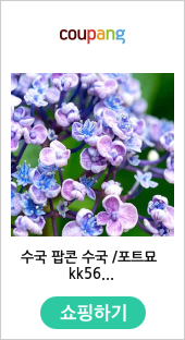 수국 팝콘 수국 /포트묘 kk56