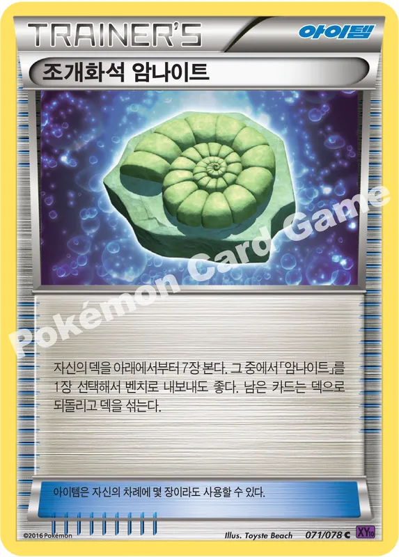 조개화석 암나이트