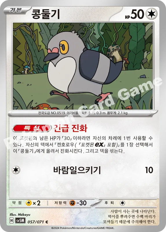 콩둘기