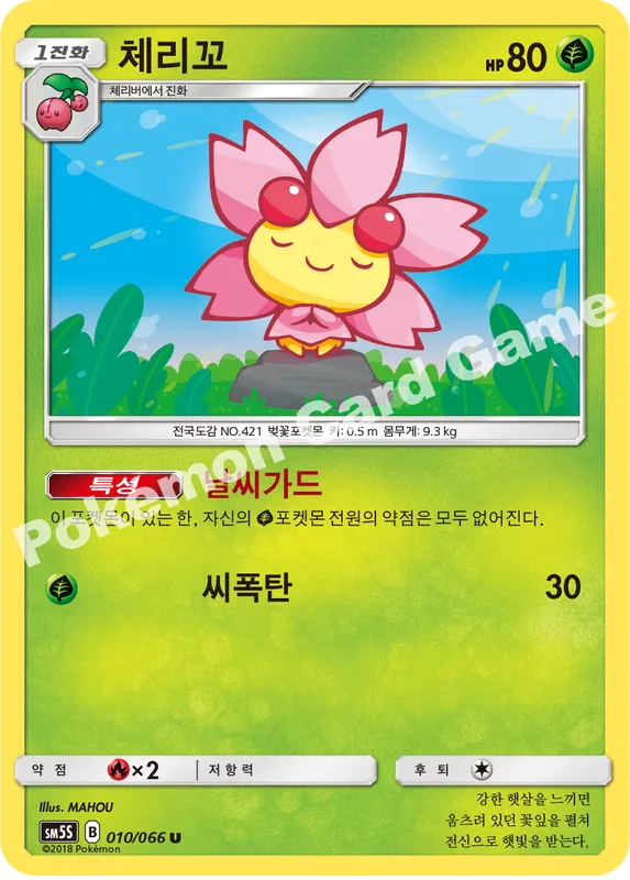 체리꼬