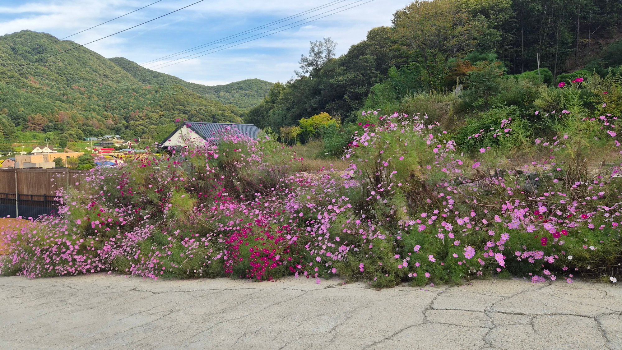 코스모스가 피어 있는 산자락 아래 산책길