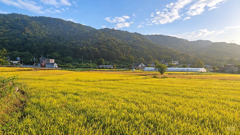 분홍 꽃잔디가 핀 돌담 옆 길과 산 풍경