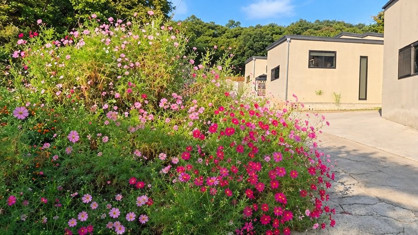 노란 자작나무와 산을 배경으로 선 흰 외관
