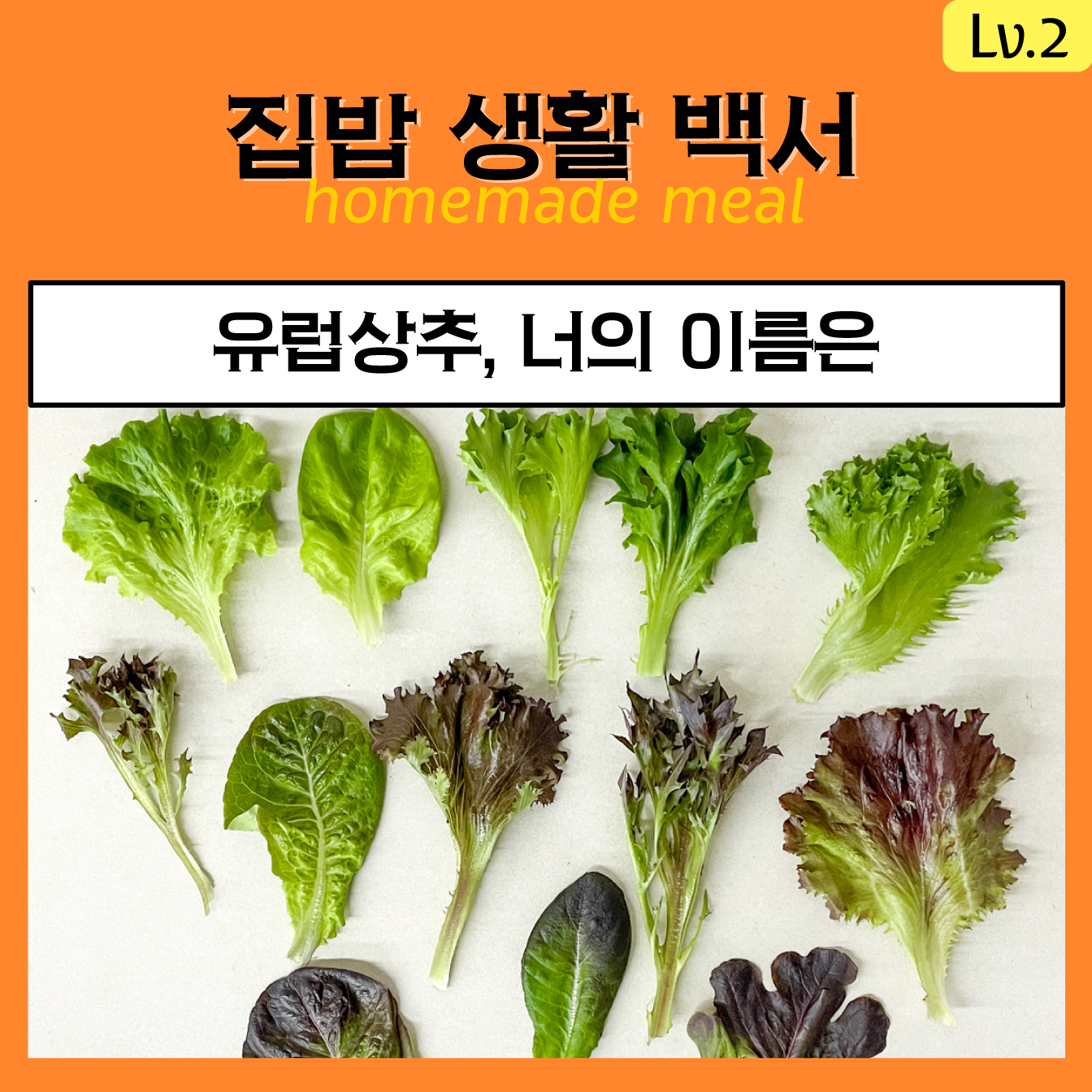 유럽상추, 너의 이름은 - 어글리어스 | 밭에서 온 그대로, 늘 좋은 품질